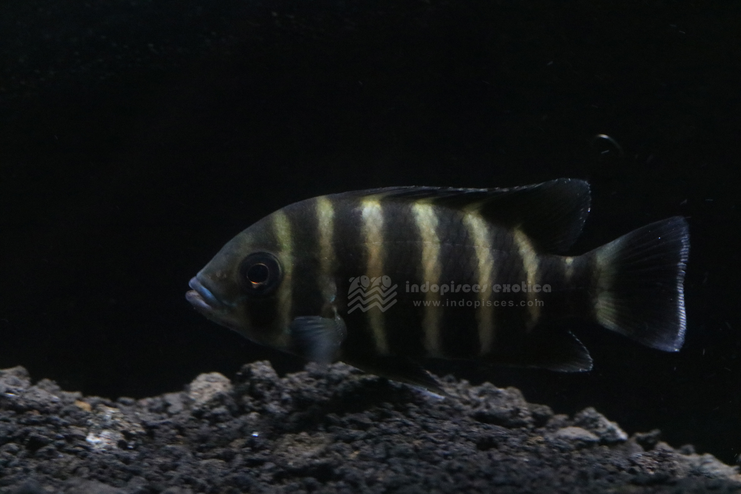 Heterotilapia buttikoferi
